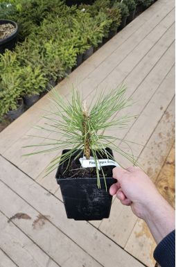 Сосна черная Шольц (Scholz)