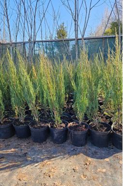 Можжевельник скальный Блю Эрроу (Blue arrow)