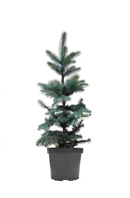 Ель колючая Эдит (Edith)