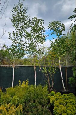 Берёза белая (Alba)