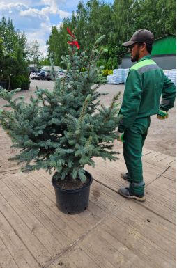 Ель колючая Фат Альберт (Fat albert)