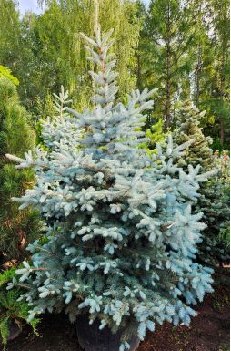 Ель колючая Эдит (Edith)