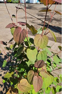 Багрянник японский