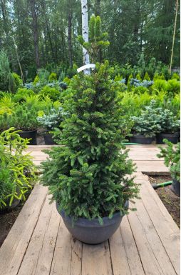 Ель обыкновенная Виллс Цверг (Wills Zwerg)