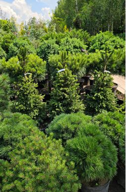 Ель обыкновенная Виллс Цверг (Wills Zwerg)