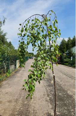 Береза Юнги (Youngii)