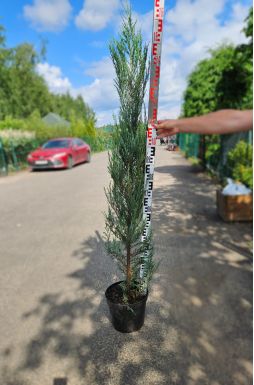 Можжевельник скальный Блю Эрроу (Blue arrow)