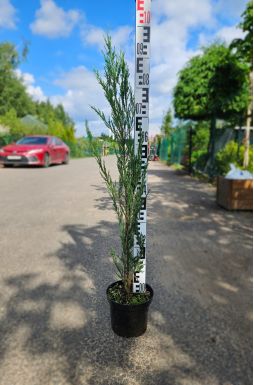 Можжевельник скальный Блю Эрроу (Blue arrow)