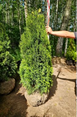 Туя западная Смарагд (Smaragd)